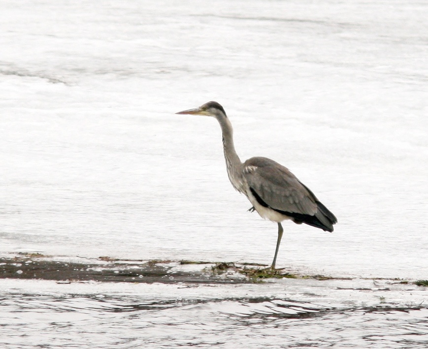 The immature Gray Heron arrived at Little Heart's Ease in early March, marking the second record for the province.- Photo: Jared Clarke (March 10 2013)