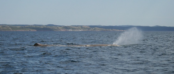 Sperm Whales are the largest of the toothed whales. Males like the ones that hang out around Newfoundland can be more than 50 feet in length, with their huge heads making up for most of that bulk.  