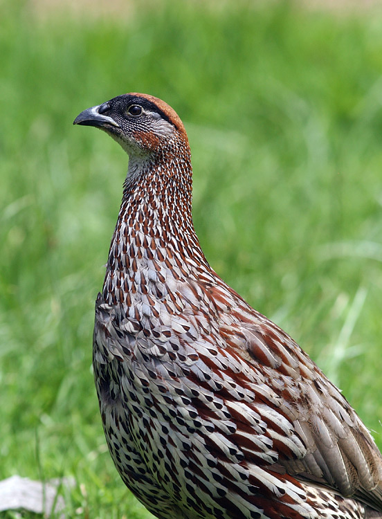 Erckel's Francolin, introduced from Africa, are common throughout the Big Island, Kauai and parts of Oahu.