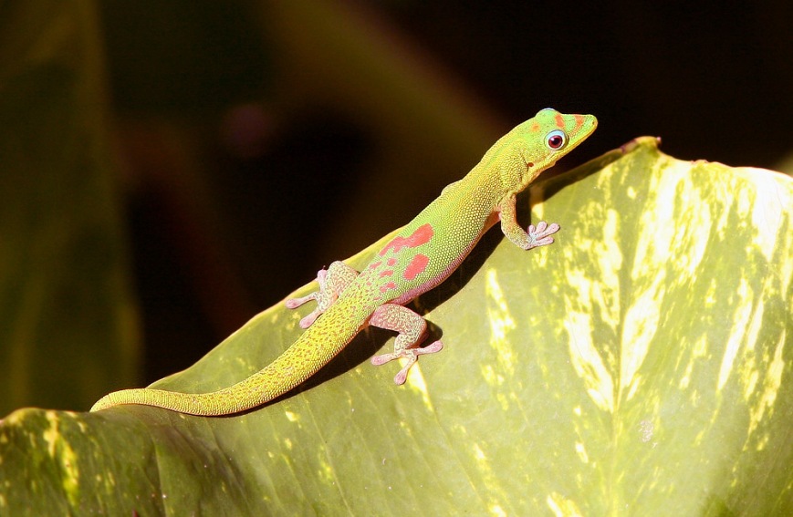 Each morning, smart-looking Golddust Day Geckos could be found sunning themselves on large leaves near our hotel.