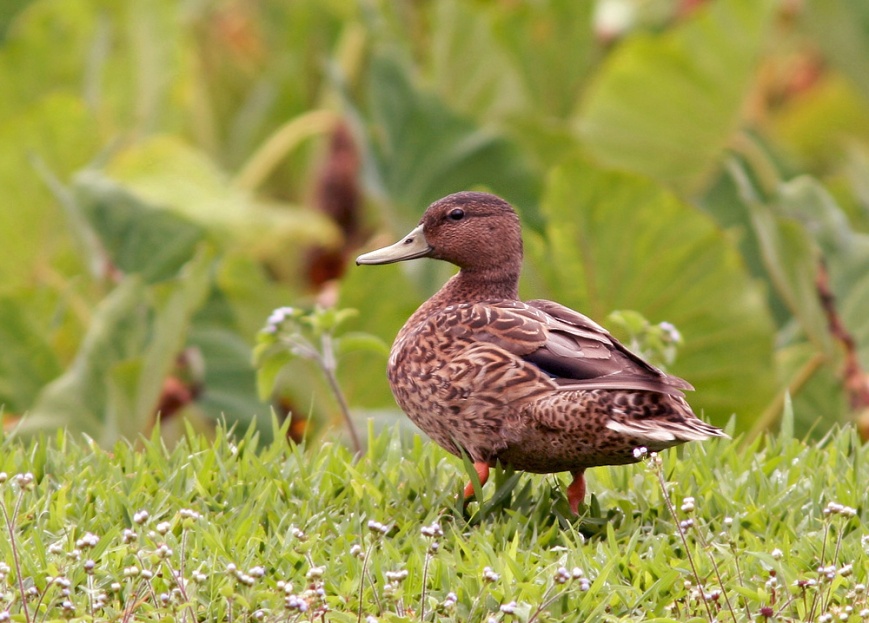 The drab Koloa, an endemic and very endangered duck, looks similar to a female Mallard. The two species are close relatives and hybridizes regularly, posing a threat to the Koloa's survival as a pure species. 