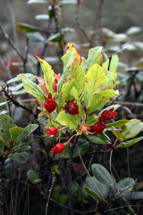 Another native plant, Ohelo is a member of the vaccinium family and related to plants like the blueberry and partridgeberry we know so well here in Newfoundland.