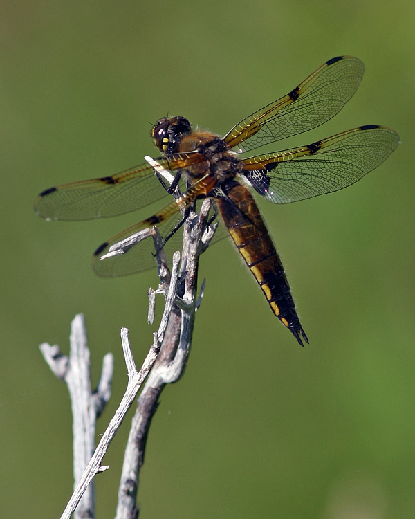 and this Four-spotted Skimmer.