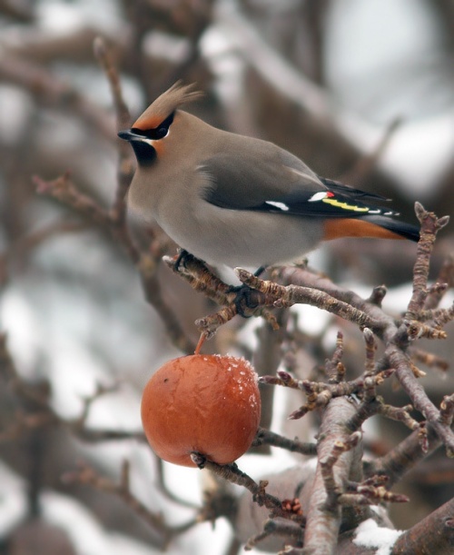 A major highlight of our week was finding a flock of Bohemian Waxwings in the historic Battery neighbourhood With about one hundred birds and maybe seven apples, there quite a ruckus at times!