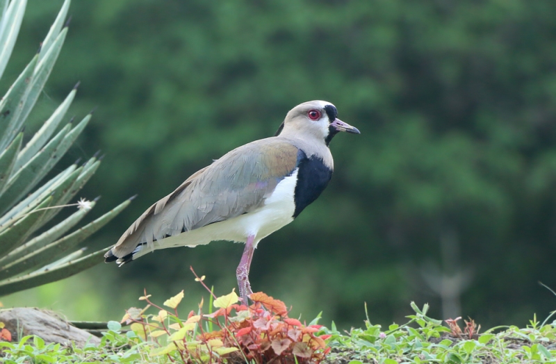 A number of Southern Lapwings were also present, taking advantage of the abundant short grass they like so much.