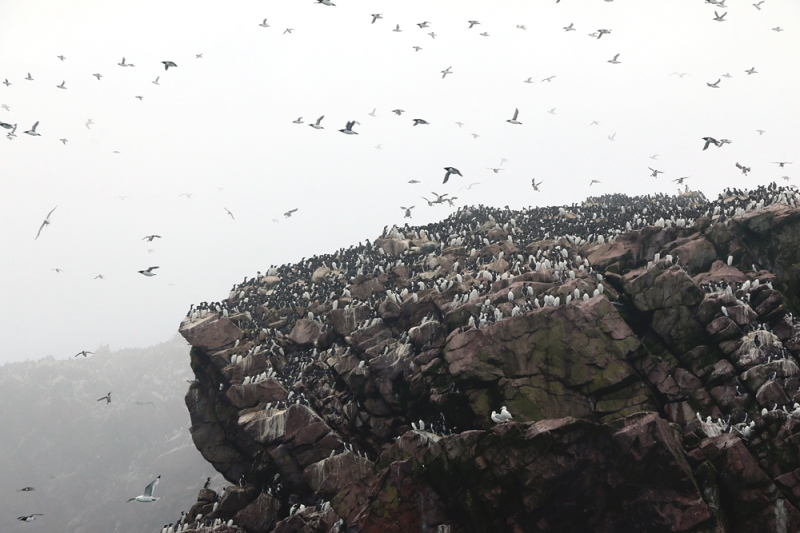 However, Puffins only account for some of the 4.5 million seabirds that nest in the reserve during the summer. A huge part of this spectacle is the incredible swarms of Common Murre that make their home on the islands' rocky cliffs.