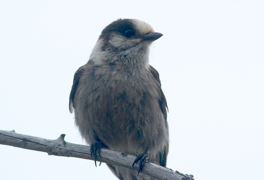 Gray Jay is often associated with northern boreal forests - a habitat that is well represented in Terra Nova National Park. We encountered these curious jays at several places during our tour, including a family group in an old burn here in the park.