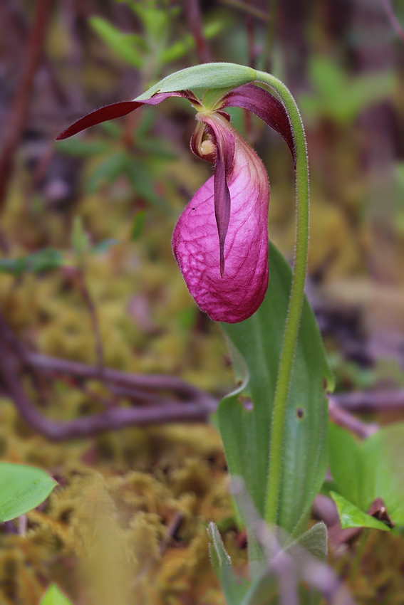 It turned out or group shared a wide range of interests, including wildlflowers. This Pink Ladyslipper was the first of eight orchid species we discovered during our travels.