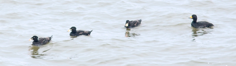The sheltered inlet of Biscay Bay proved very productive, including very close looks at all three species of Scoter (Surf and Black pictured above) and Long-tailed Duck among other great birds. 