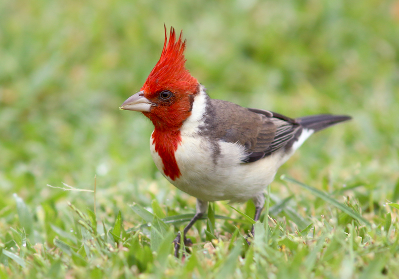Like most of Hawaii, the park is also home to many exotic species, such as this Red-crested Cardinal. Birds from around the world have been introduced in Hawaii - usually to make up for the lack of songbirds at lower elevations where native birds have gone extinct.